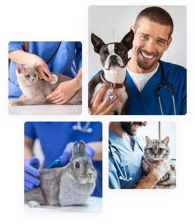 veterinary1