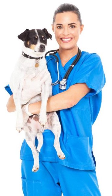 veterinary2